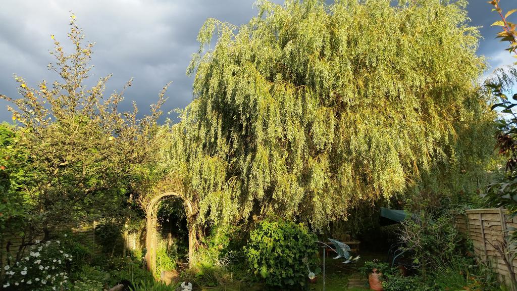 Rowlands Castle No 41 Bed and Breakfast Rowland's Castle Εξωτερικό φωτογραφία
